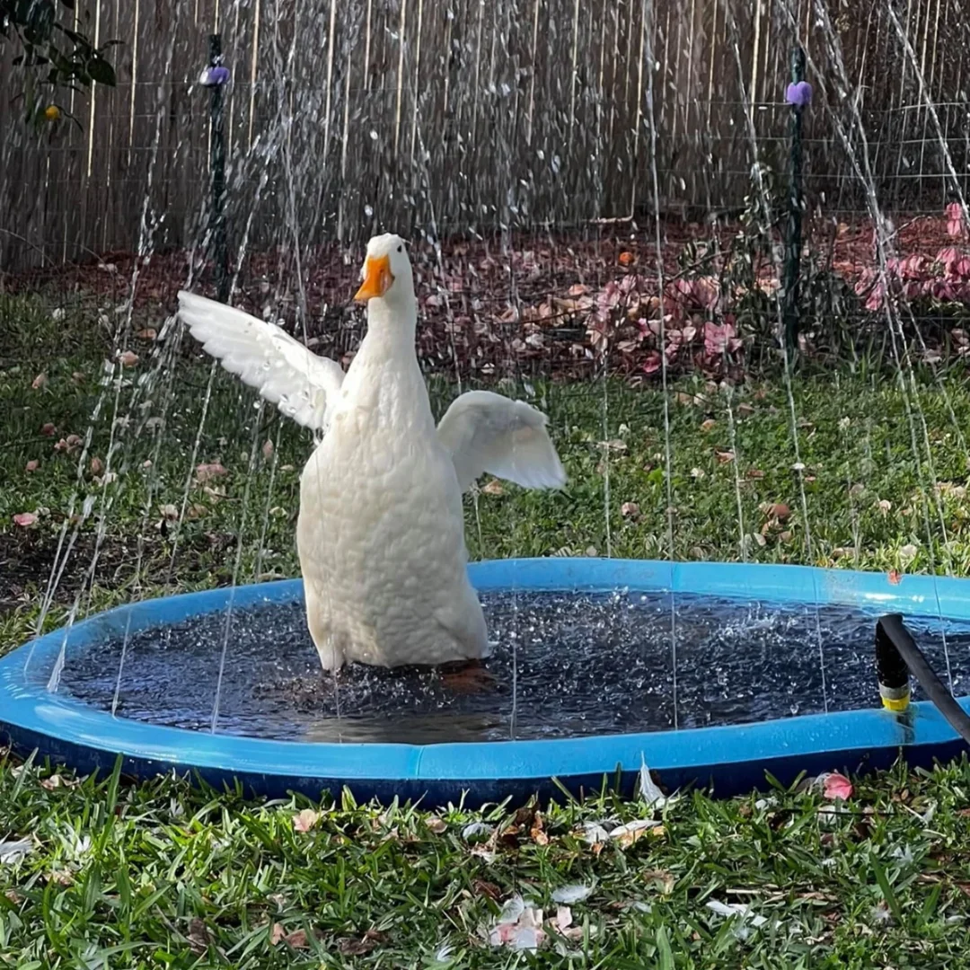 Dog Splash Pad Anti-Slip Dog Sprinkler Pool for Dogs
